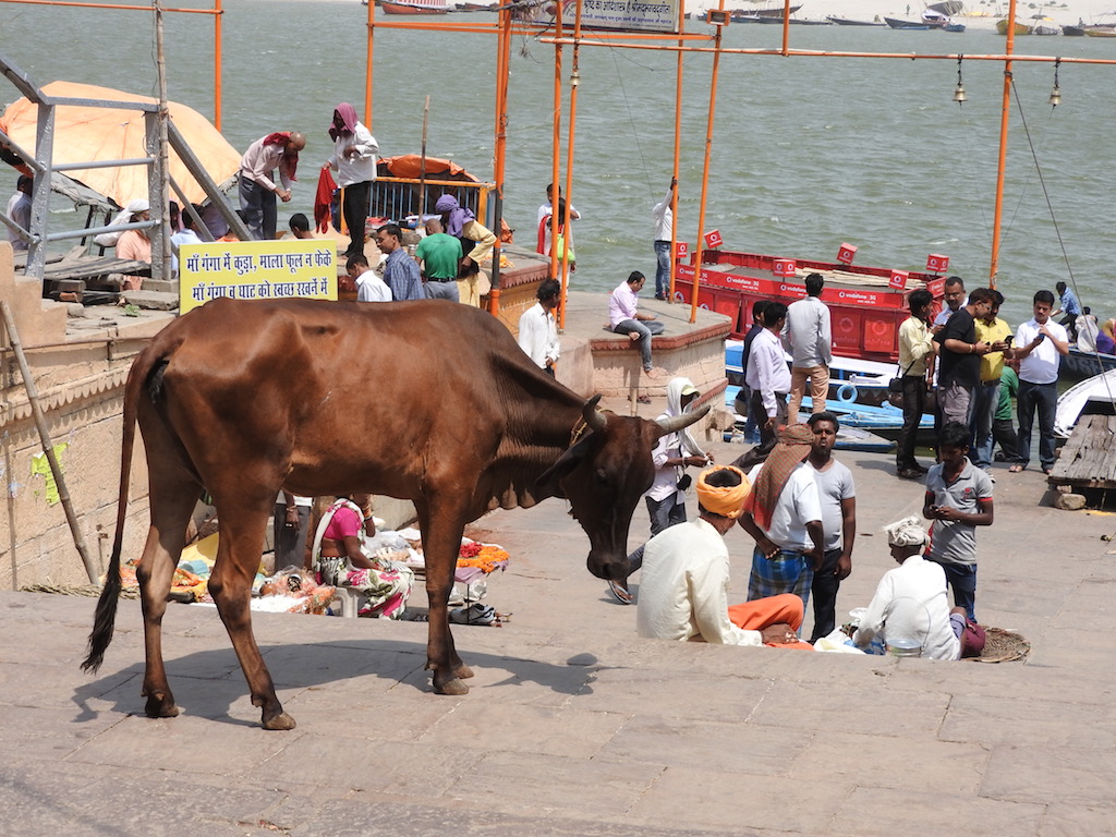 Koeien aan de Ganges in Varanasi
