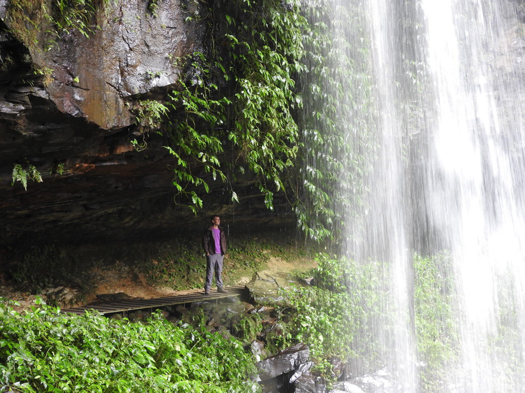 Dorrigo National Park