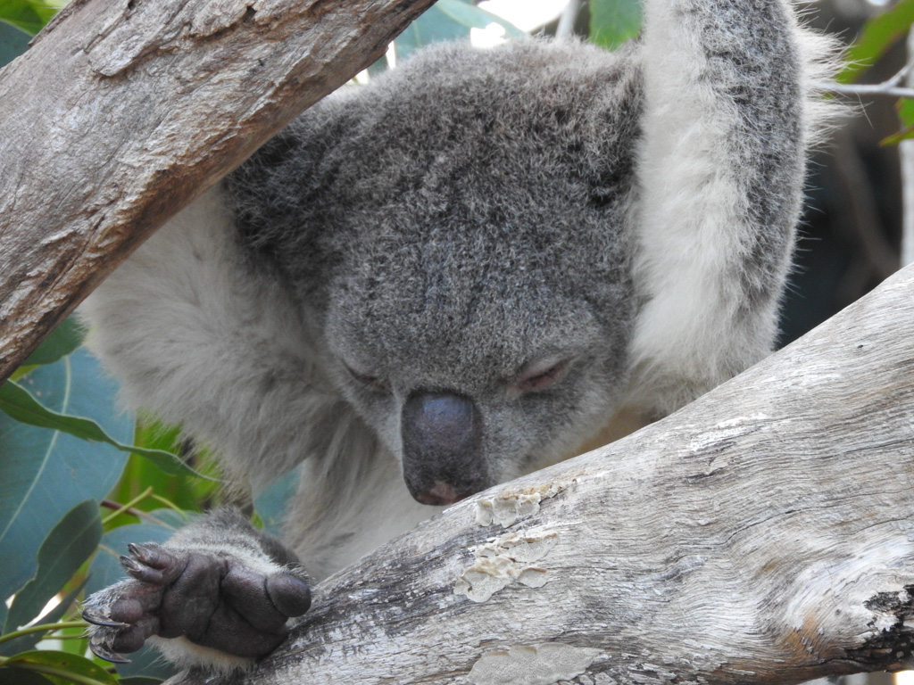 Koala in Rockhampton Zoo