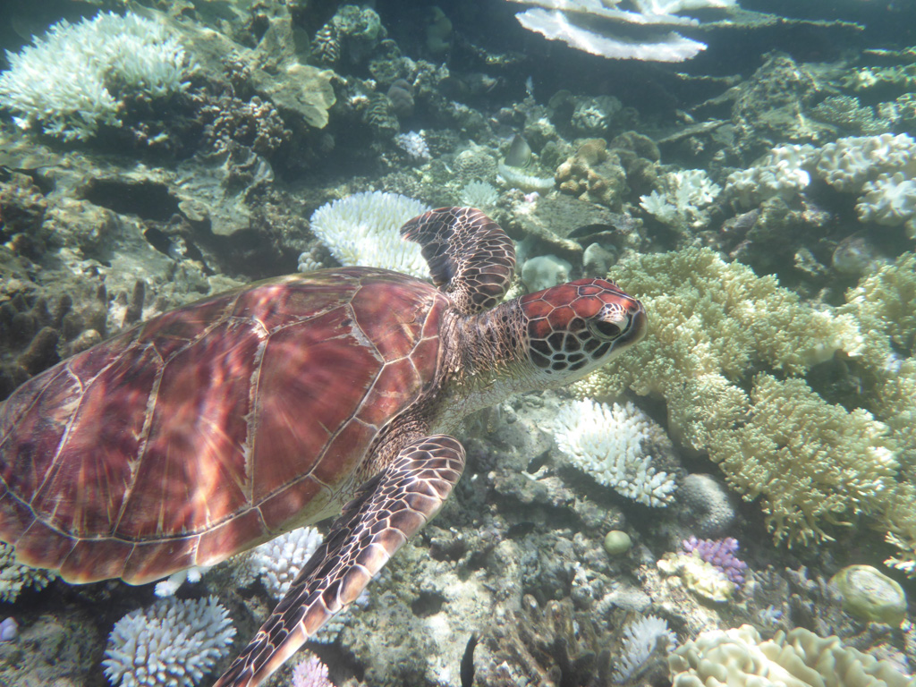 Schildpadden spotten