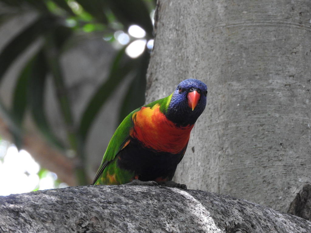 Vele exotische vogels in Australië