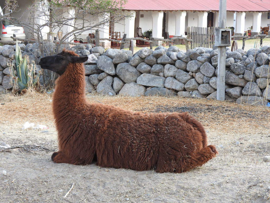 Ook de alpaca denkt mee