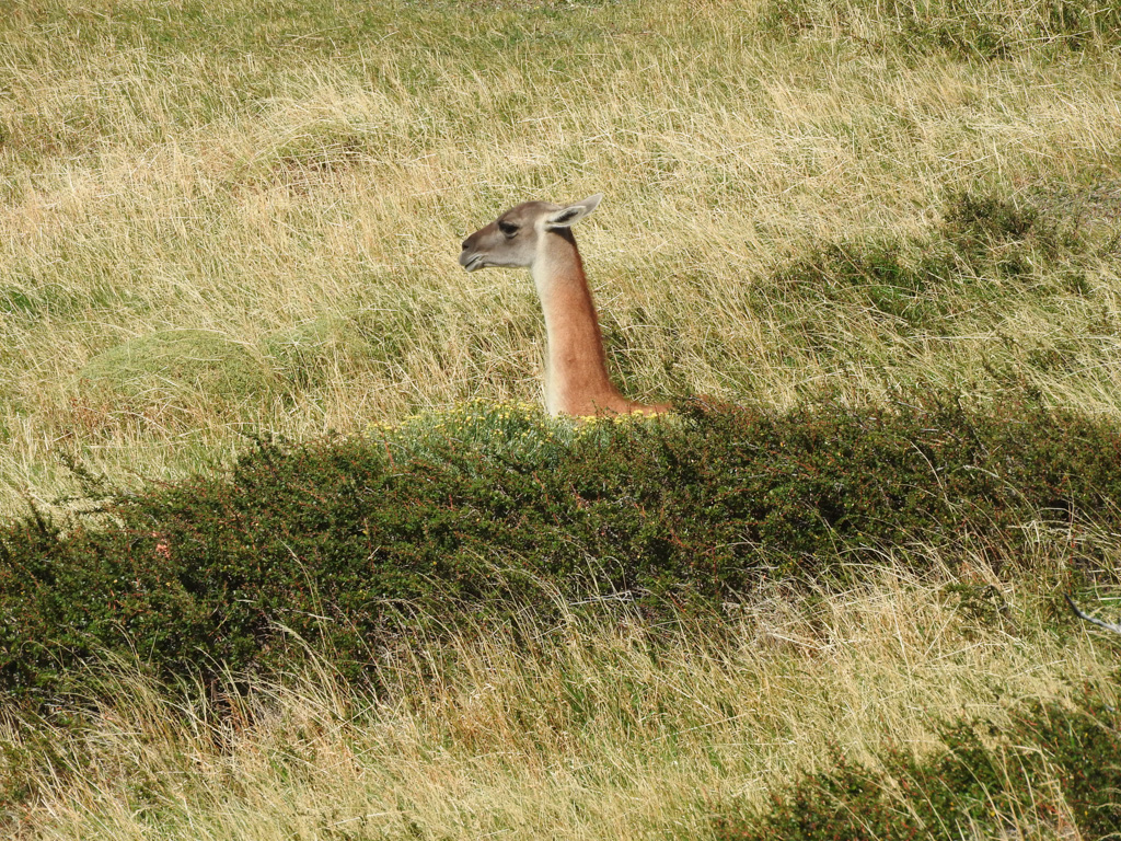 Guanaco spotten