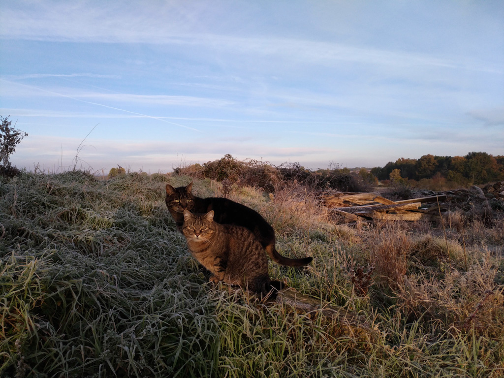 Housesit in de Dordogne