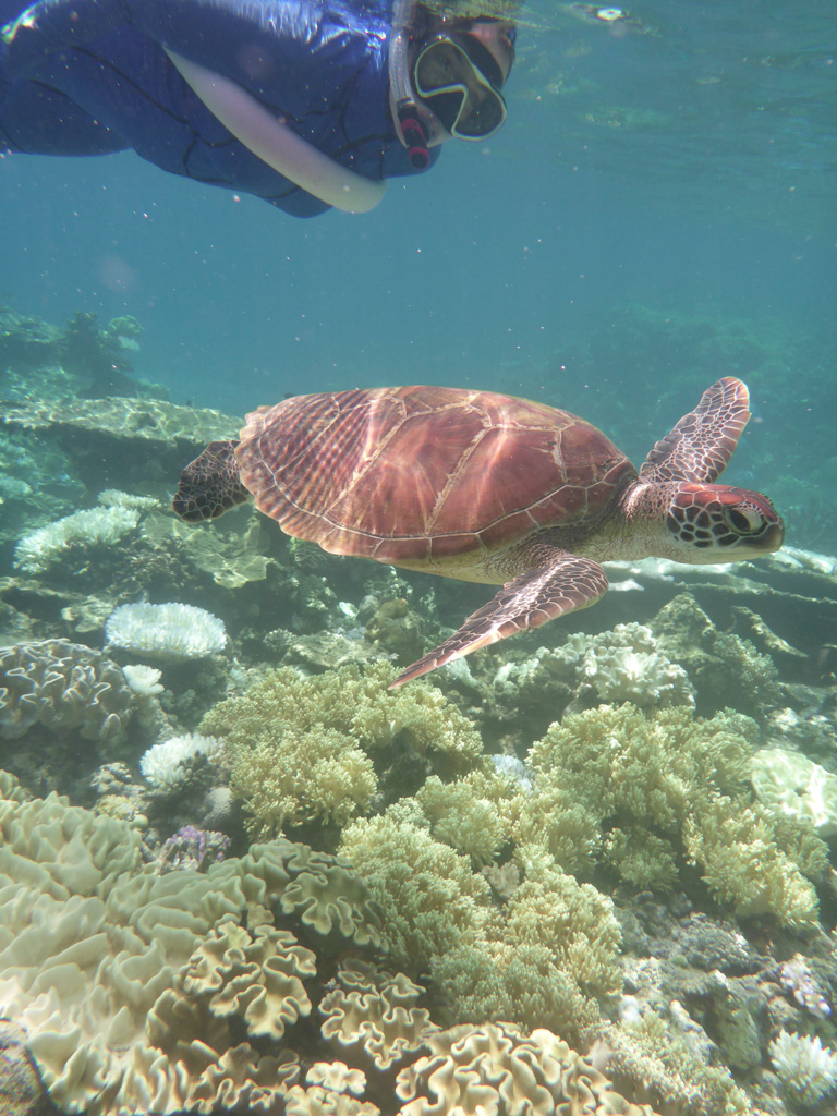 The Great Barrier Reef