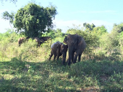 Luipaarden en olifanten spotten in nationale parken