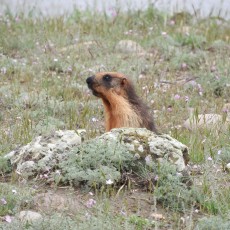Marmot in Zanskar