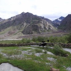Route naar Zanskar 18