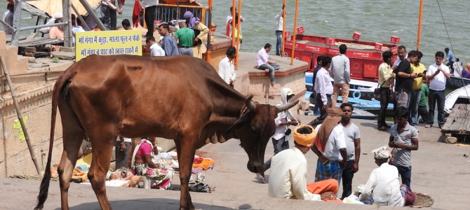 Koeien aan de Ganges in Varanasi
