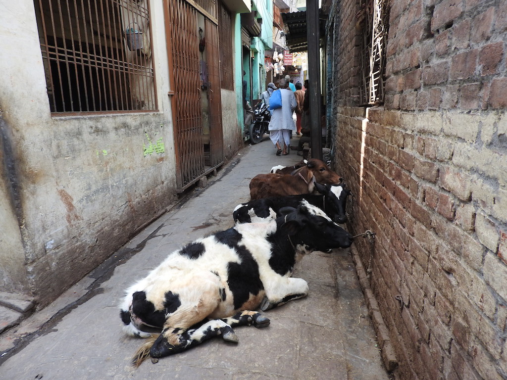 Koeien op straat in Varanasi