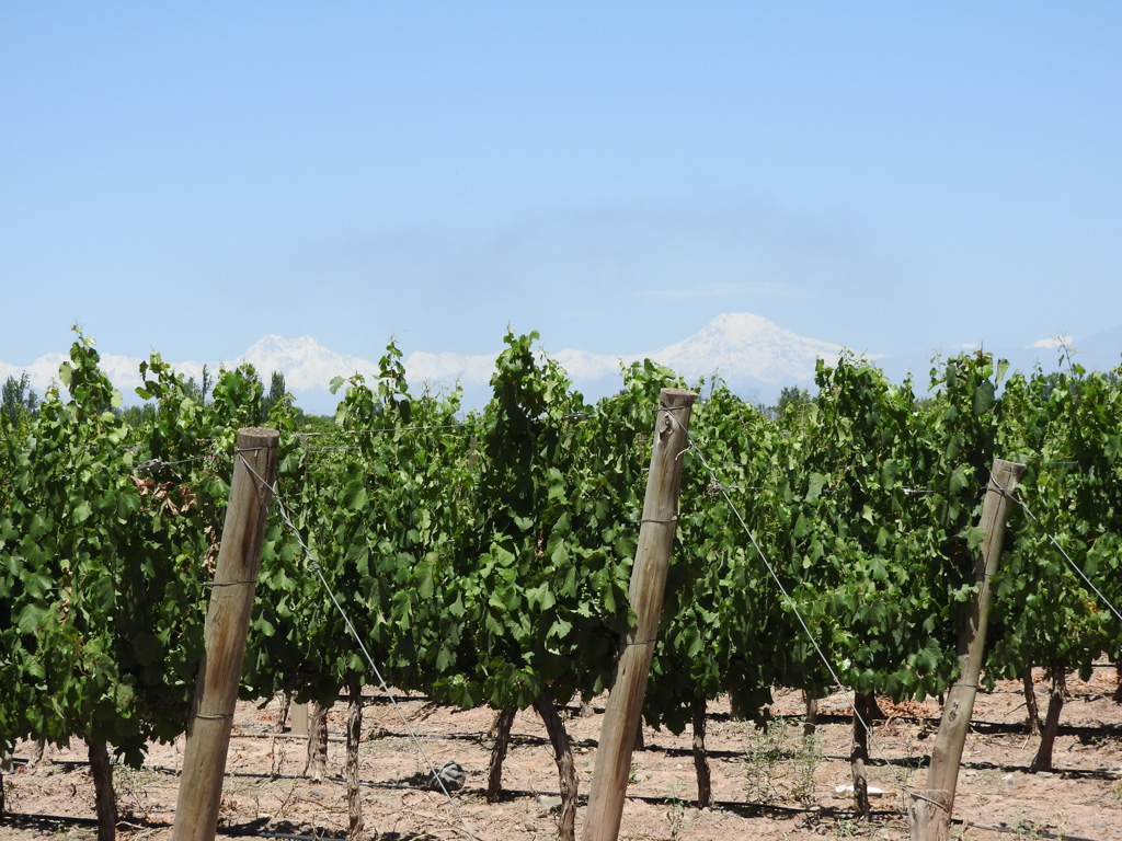 Wijngaarden in Maipu